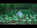 Download Lagu Cabbage, A Vegetable Growing in Barren Land