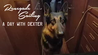 Marina Life – A day with Dexter