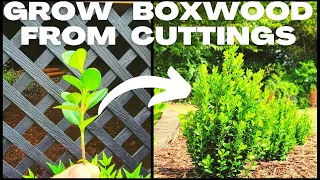 Download DIY Easy Boxwood (Buxus) Propagation | How To Grow Boxwood From Cuttings \u0026 Create Your Own Hedge MP3