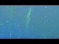 Ray of Light - Duckmaw