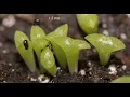 Six years of growing Saguaro cacti from seeds Sonoran Desert