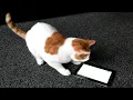 Download Lagu Cat deeply intrigued by tablet video game