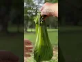 Download Lagu You wouldn’t wrap your hand in cling film to pick up poop…