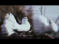 ابو نعيم القابوني هي القعده حريه