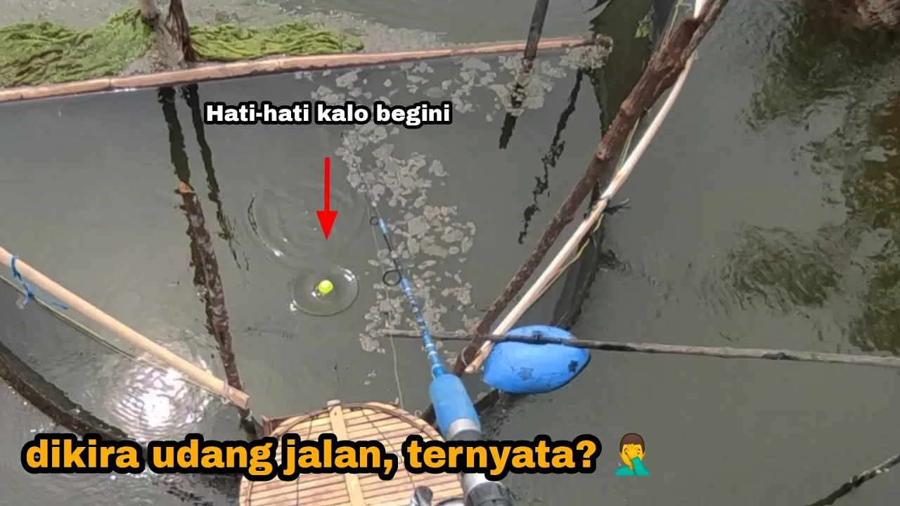Dikira udang jalan ternyata ada kakap putihnya 🤦♂️
