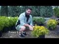 Lemon Thread Sawara Cypress