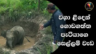ගොඩ ගත්ත අලි පැටියගේ සෙල්ලම්The baby elephant's playtime after being pulled out of the well