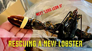 Rescuing A New Lobster   Meet Lord Leon ll