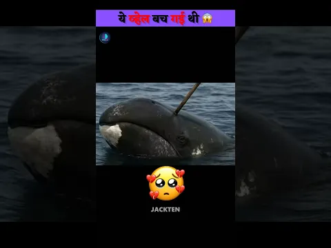 व्हेल के शरीर में मिला हथियार 🐋 #shorts
