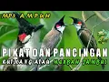 Download Lagu Suara pikat merbah jambul mp3 durasi panjang jernih dan ampuh/red-whiskered bulbul call
