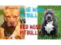 Blue Nose Pitbulls VS Red Nose Pitbulls Pt 2