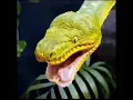 Adorable Emerald Tree Boa Yawning