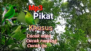 Download SUARA PIKAT KHUSUS SEMUA CUCAK IJO..CAK MINI..CAK RANTING ..Jituu..!!! MP3