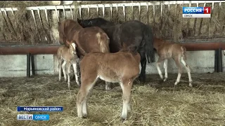 На племенном заводе в Марьяновском районе начался процесс выжеребки