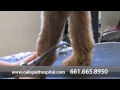Welcome to At The Oaks Pet Hospital Bakersfield CA