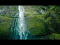 Carbon Based Lifeforms - Photosynthesis