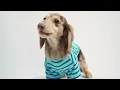 Chic Striped Dog Shirt for Stylish Pups - Fitwarm Dog Clothes