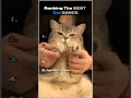 Download Lagu Ranking The Best Cat Dance