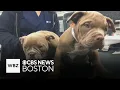 2 stolen puppies reunited with owner in Bellingham