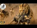 Download Lagu Savage Savannah: Brutal Confrontations in the Untamed Land #animaldocumentary | Apex Kingdom