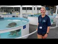 Sea Turtle Internship at Loggerhead Marine Center in Juno Beach Florida