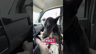 #fyp #dream #doberman #pets #youtube