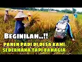 Download Lagu PANEN PADI TRADISIONAL DI DESA SEDERHANA TAPI BAHAGIA