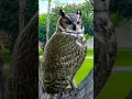 Download Lagu Great grey owl call | big owl sounds #bird #nature