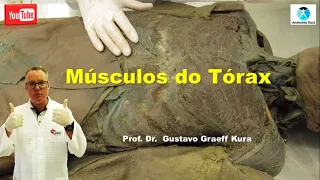 Músculos do tórax