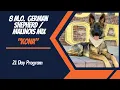 GERMAN SHEPHERD - BELGIAN MALINOIS MIX DOG TRAINING