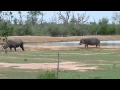 Rhino vs Hippo