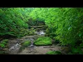 Download Lagu Peaceful Forest Symphony - Babbling Stream and Birds Singing