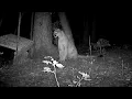 Mountain lion pushes swing and discovers physics