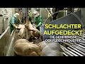 Lagu FLEISCHINDUSTRIE AUFGEDECKT: Vom Schwein zum Schnitzel! Hinter den Kulissen der Schlachthöfe! | DOKU