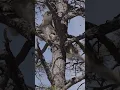 Download Lagu CRAZY BOW SHOT on a mountain lion! #bowhunting #mountainlion #cougar