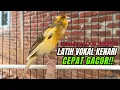 Download Lagu Masteran Kenari PAUD Super BUNYI Dijamin Cepat Gacor! \u0026 agar Kenari diam agar bunyi \u0026 gacor