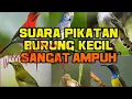 Download Lagu suara pikat andalan burcil