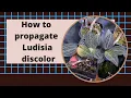 Download Lagu How to propagate Ludisia discolor