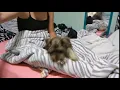 Miniature Schnauzer Puppies Sale in Hillsville VA