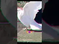 Download Lagu Apni kahani ka badshah hoon 🕊️🔥♥️💯#shorts #pigeon #viralvideos