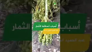 ابن زيد أسباب تساقط ثمار النخيل 