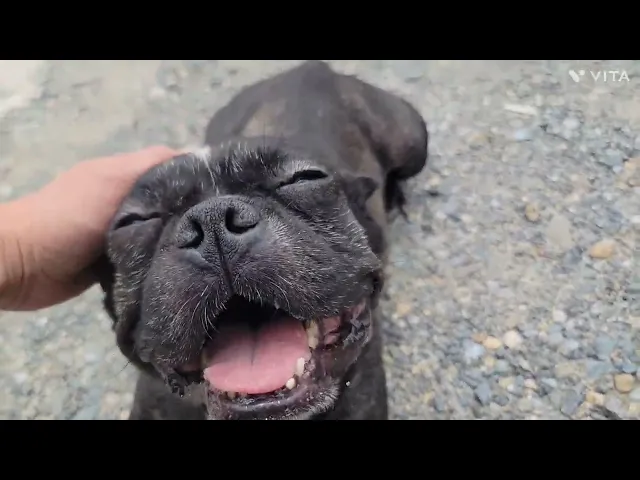 動画