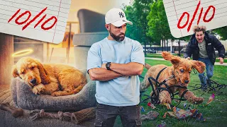Dehors mon chien mange tout et n’écoute rien ! Je galère !