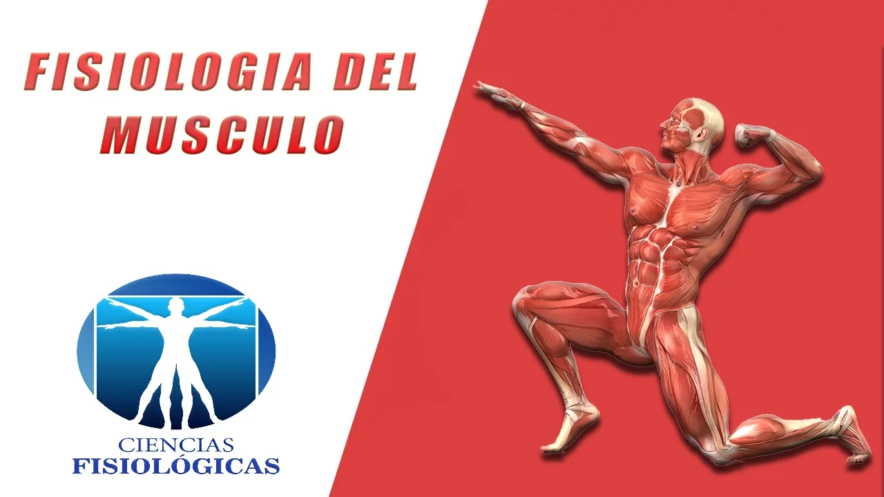 Fisiología del Musculo