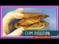 Clam Dissection Coming Out of Its Shell EDU