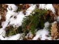 Download Lagu Chickweed Lane on Such a Winter’s Day