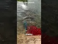 Download Lagu mengharukan😭RIBUAN ANAK TOMAN MENJEMPUT INDUKNYA‼️