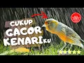 Download Lagu masteran burung kenari gacor cocok untuk murai kacer
