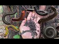 Download Lagu Happy for catching Giant Millipedes,Small Bugs.#subscribe #insects #usa 