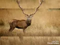 CANCIÓN EL VENADO - MERENGUE 1995